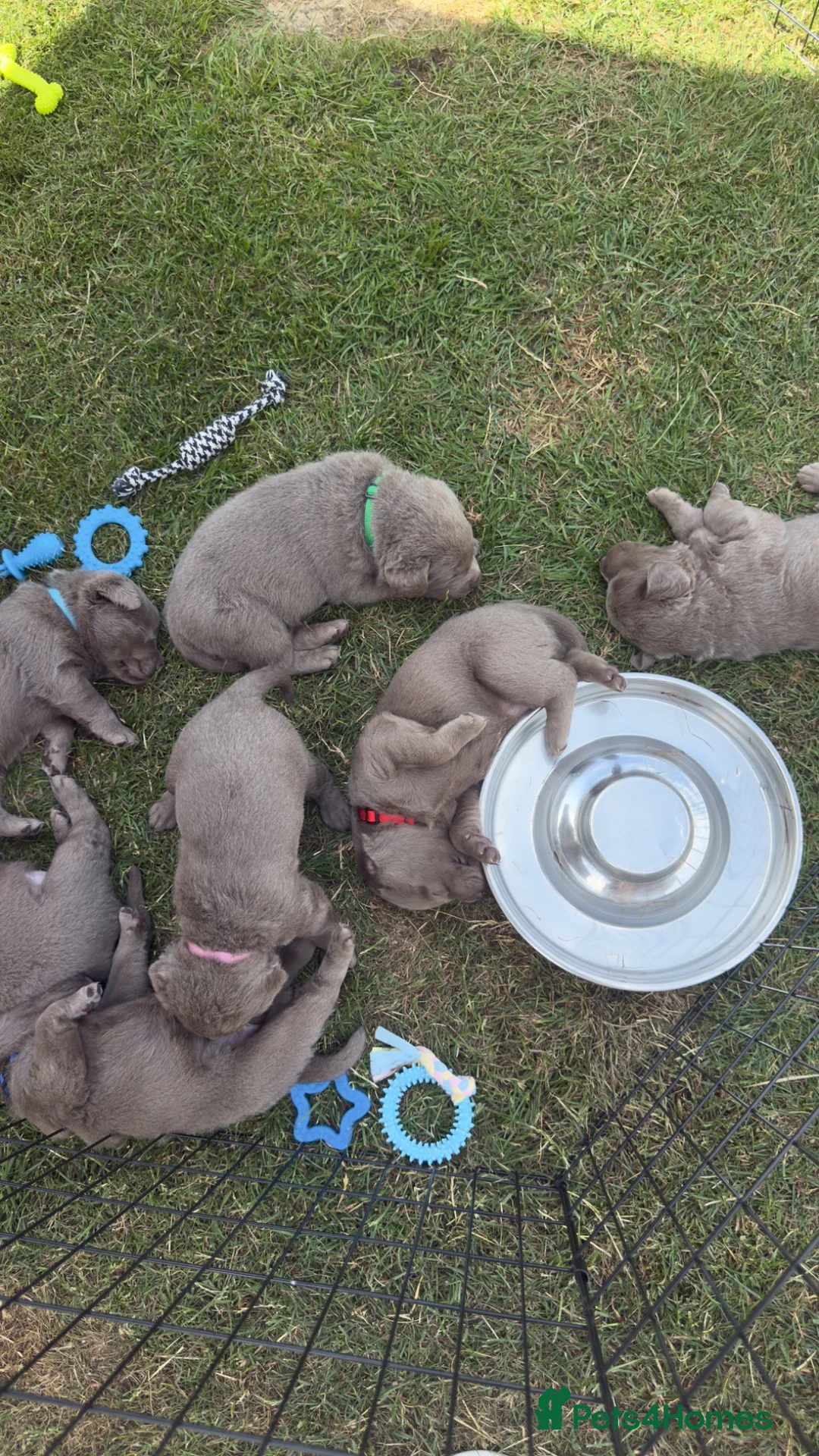 Labrador Retriever dogs for sale: Beautiful KC REG Silver Labrador Puppies  - Advert 2