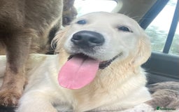 Goldendoodle dogs for sale: Gorgeous F1 Golden Doodles ❤️ - Advert 4