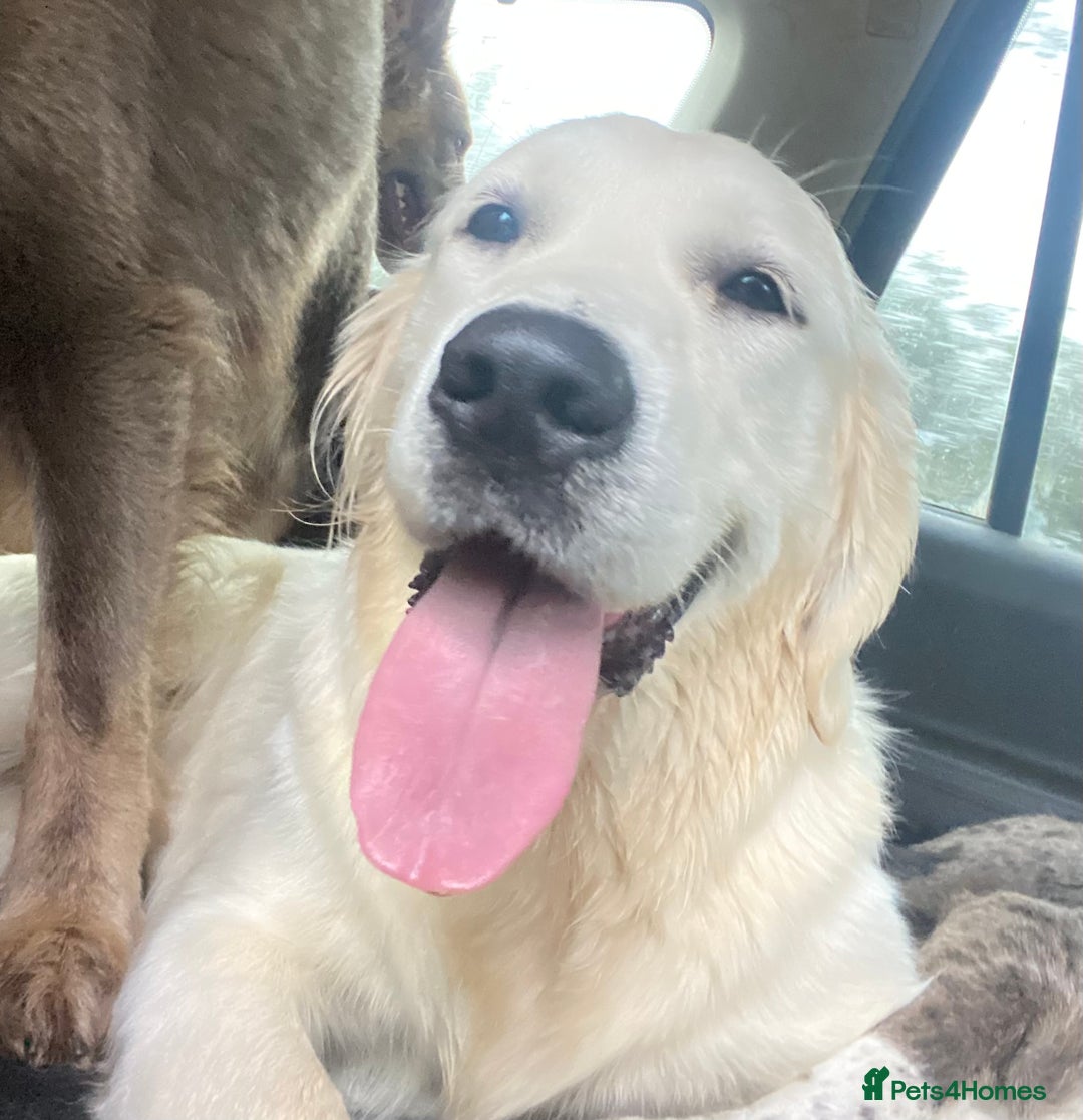 Goldendoodle dogs for sale: Gorgeous F1 Golden Doodles ❤️ - Advert 4