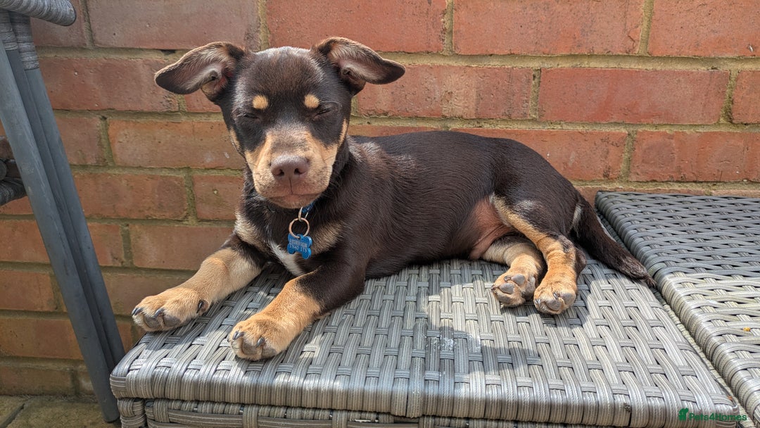 Mixed Breed dogs for sale: Puppy looking for forever home - Image 2