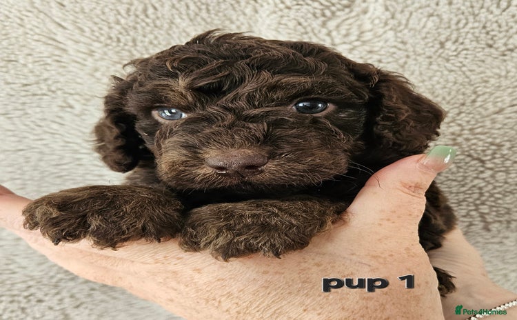 Cockapoo dogs - Advert 3