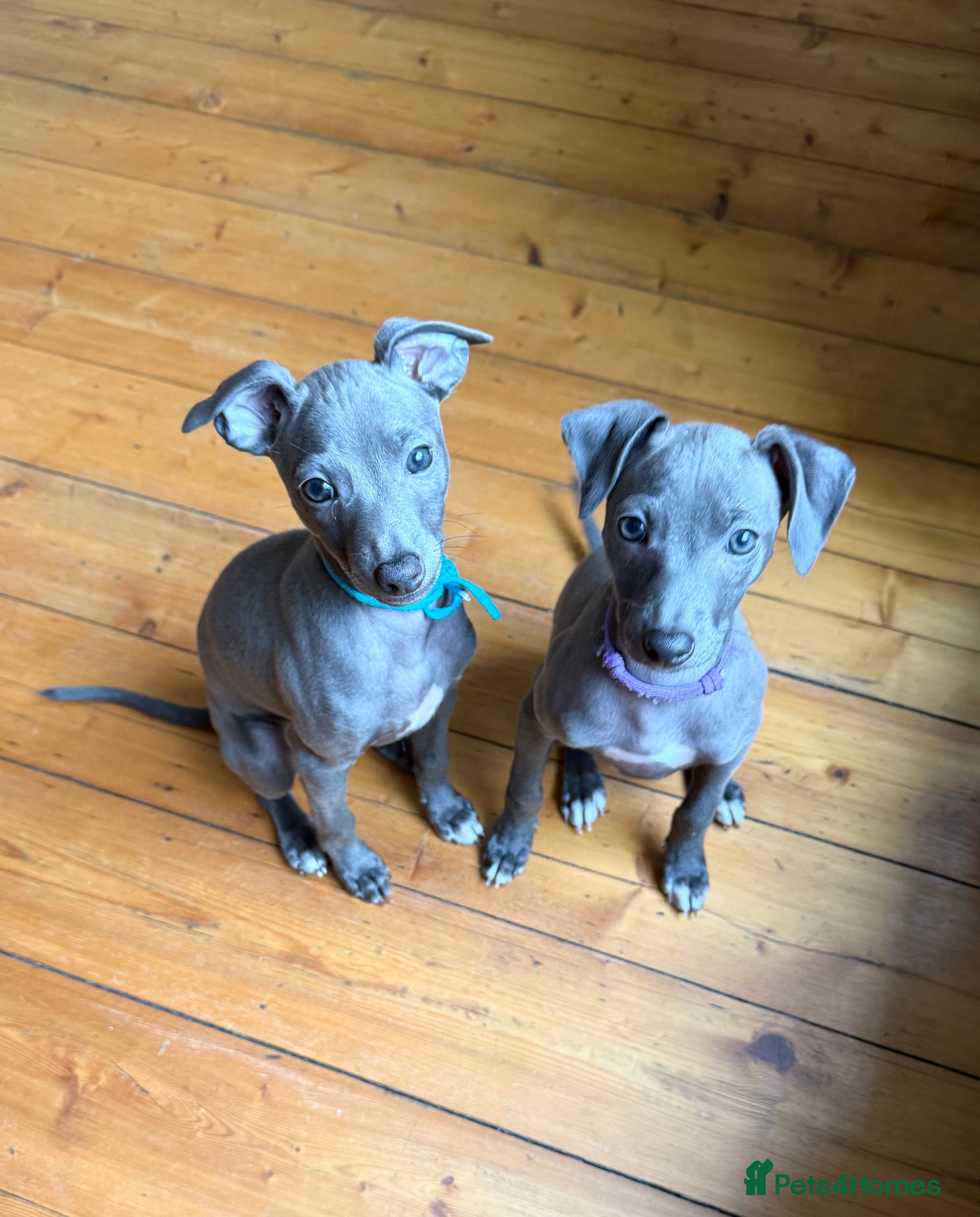 Italian Greyhound dogs Last 2 Italian Greyhound pups 🐾 - Advert 17