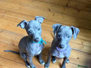 Italian Greyhound dogs Last 2 Italian Greyhound pups 🐾 - Advert 17