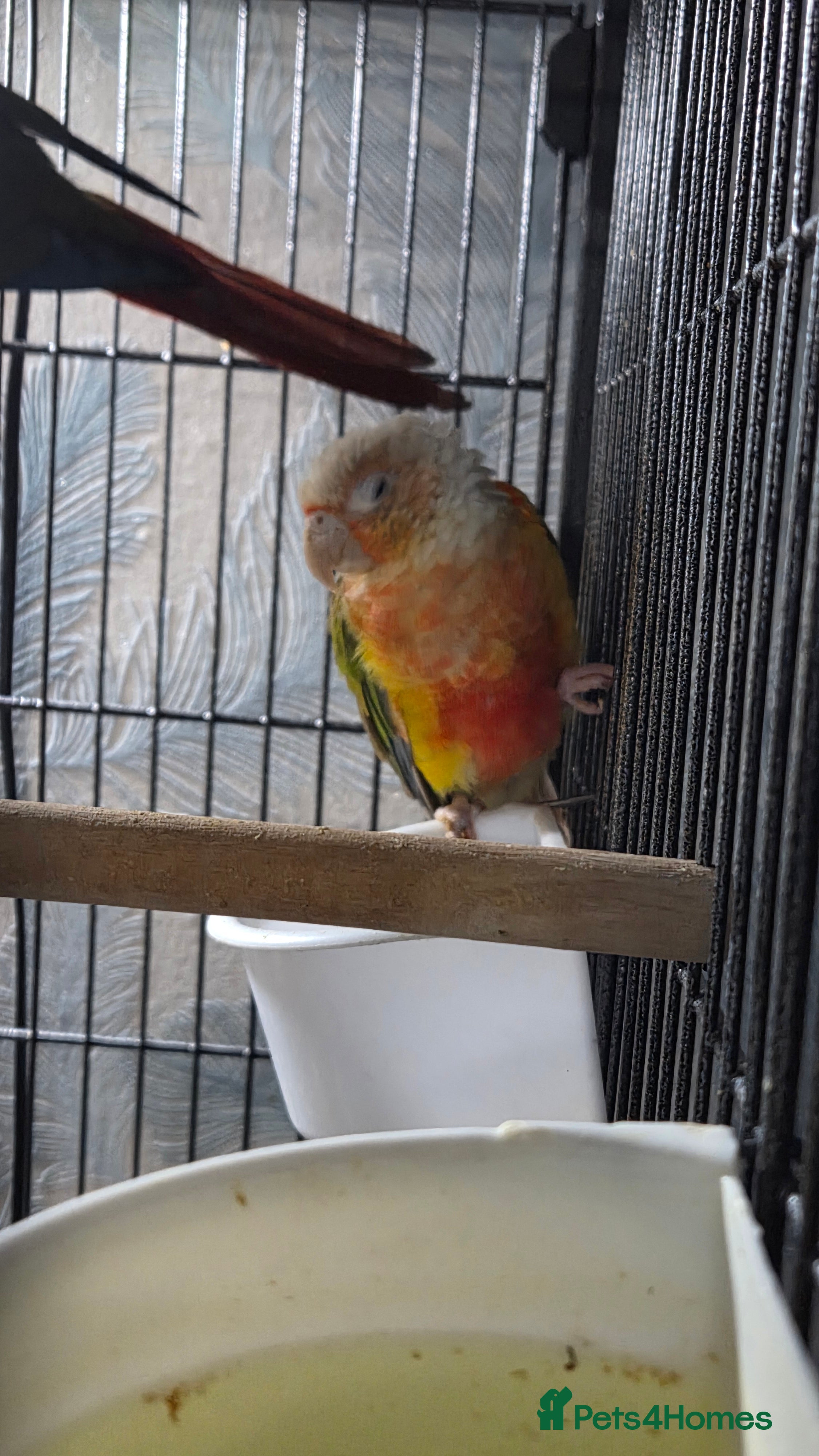 Conures birds Pineapple conure looking for new perch - Advert 2