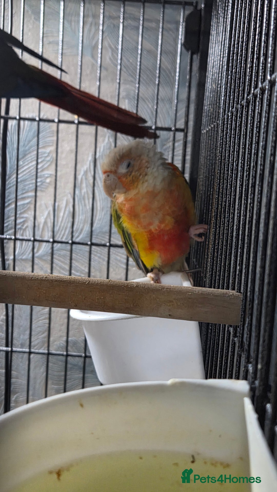 Conures birds for sale: SOLD STC Pineapple conure  - Advert 1