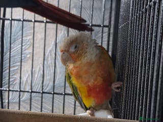 Conures birds SOLD STC Pineapple conure - Advert 8