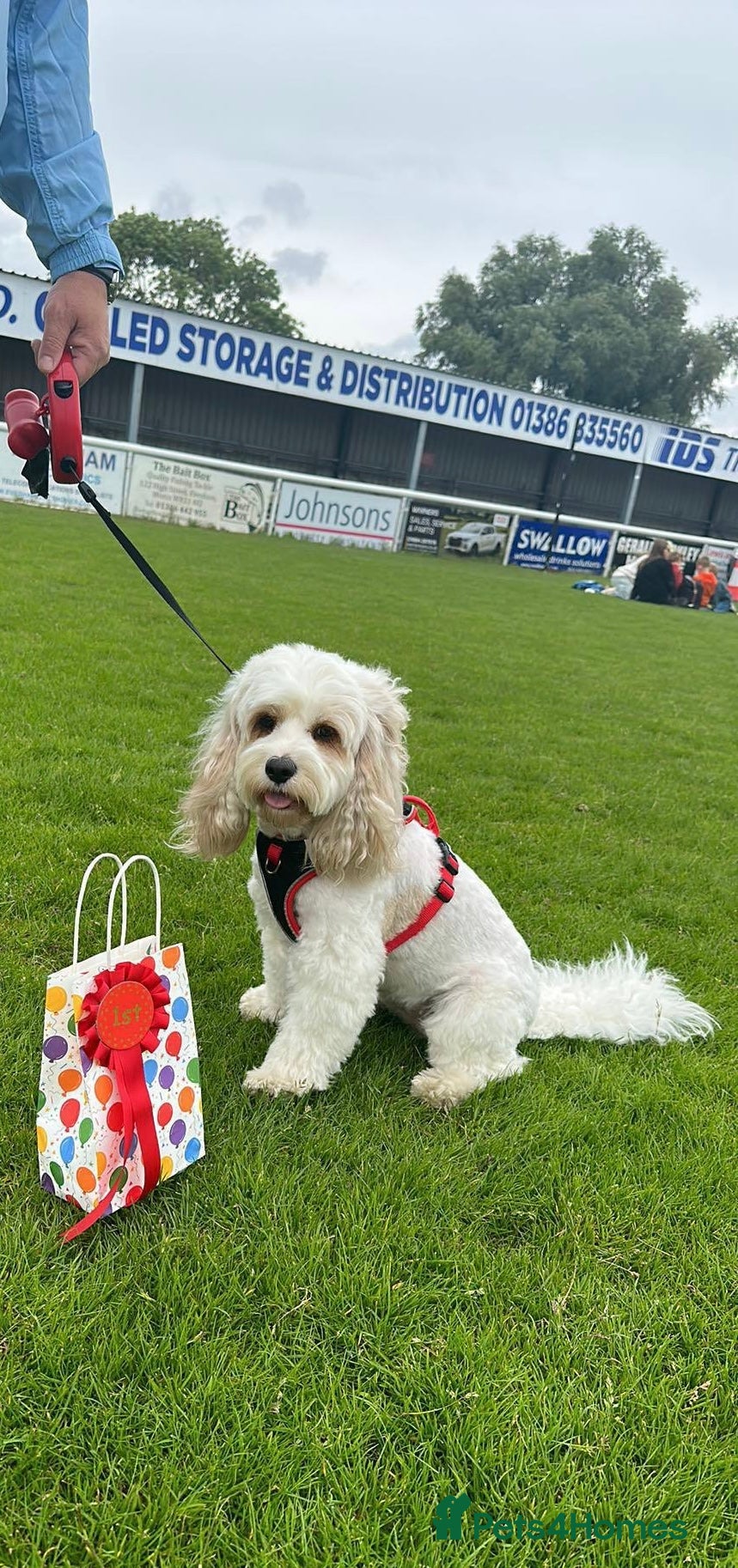 Cavapoo dogs Cavapoo for sale - Advert 1