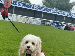 Cavapoo dogs Cavapoo for sale - Advert 13