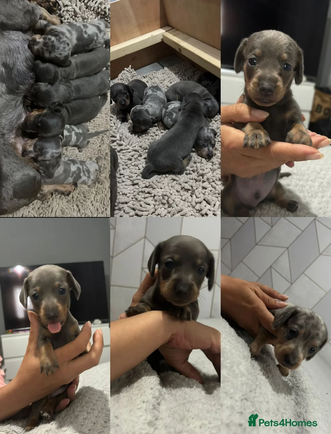 Miniature Dachshund dogs for stud: 🐾HUGO THE BOSS (KC REG & PRA CLEAR) PROVEN STUD🐾 in Manchester - Advert 21