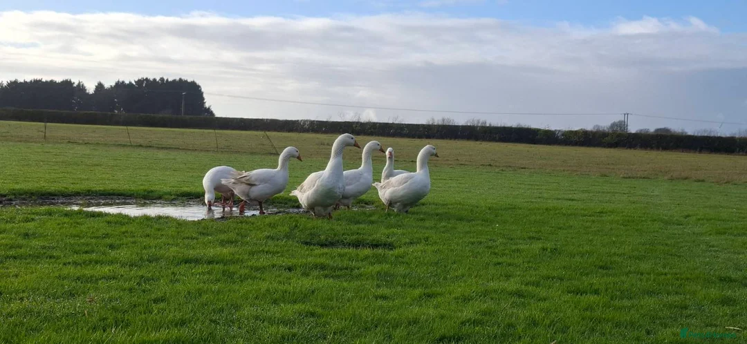 Geese poultry for sale: Premium Large-Strain Embden Breeding Stock in Thetford - Advert 1