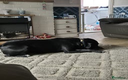 Mixed Breed dogs for sale: DDB x Cane Corso  - Image 3