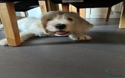 Labradoodle dogs for sale: Gorgeous labradoodle puppy  - Image 11