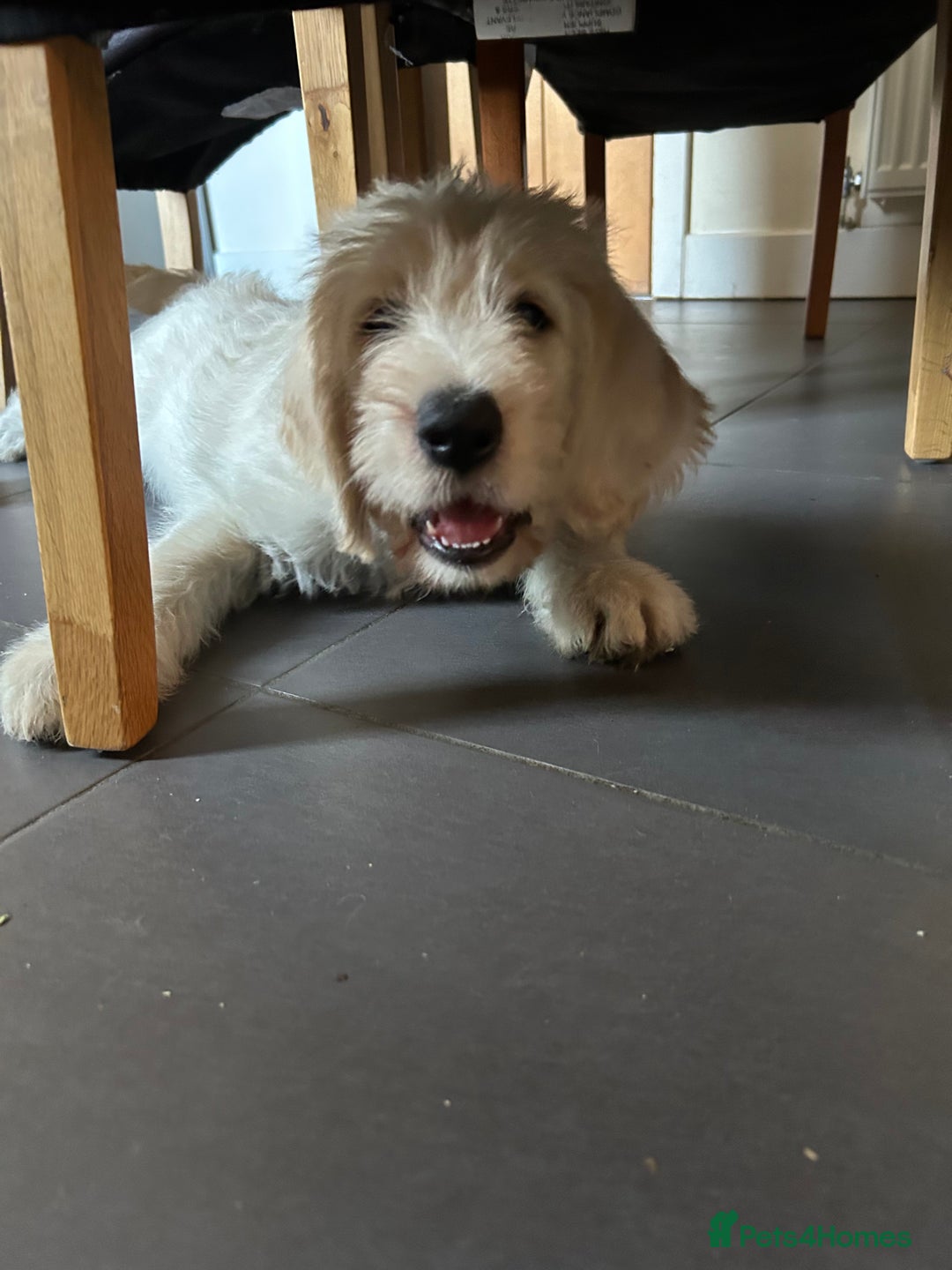 Labradoodle dogs for sale: Gorgeous labradoodle puppy  - Image 11