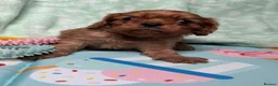 Cavalier King Charles Spaniel dogs for sale: Ruby KC King Charles Cavalier Health Tested  - Advert 11