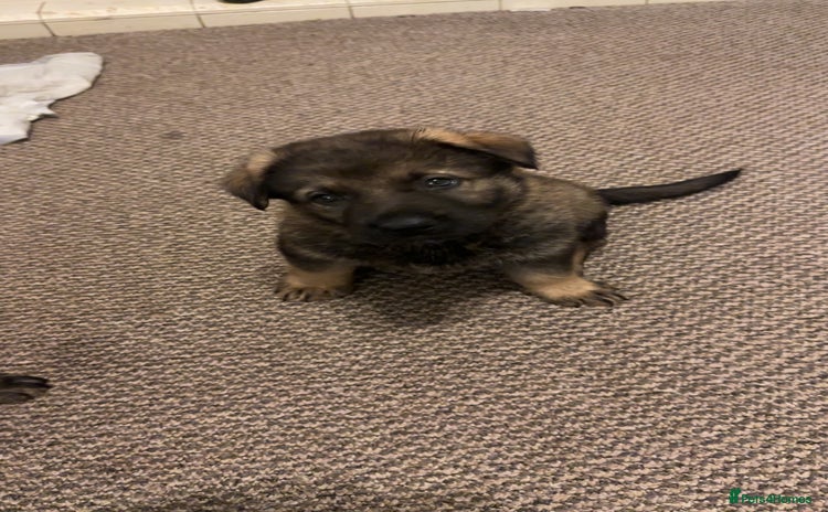 German Shepherd dogs - Advert 2