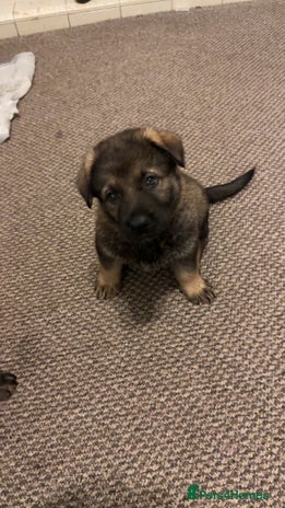 German Shepherd dogs - Advert 1