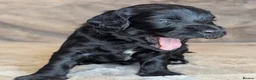 Cockapoo dogs for sale: Adorable Cockapoo  - Black,white & Tan in Hinckley - Advert 9