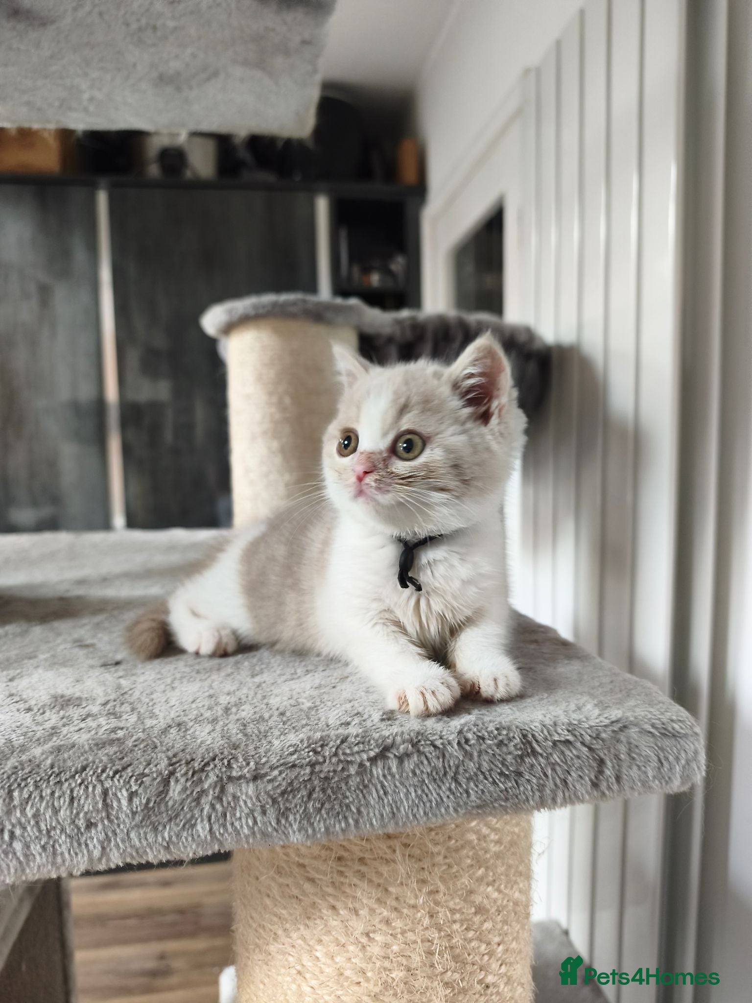British Shorthair cats British shorthair kittens - Advert 1