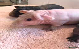 Guinea Pig rodents for sale: Super Skinny Pig Boars - Image 1