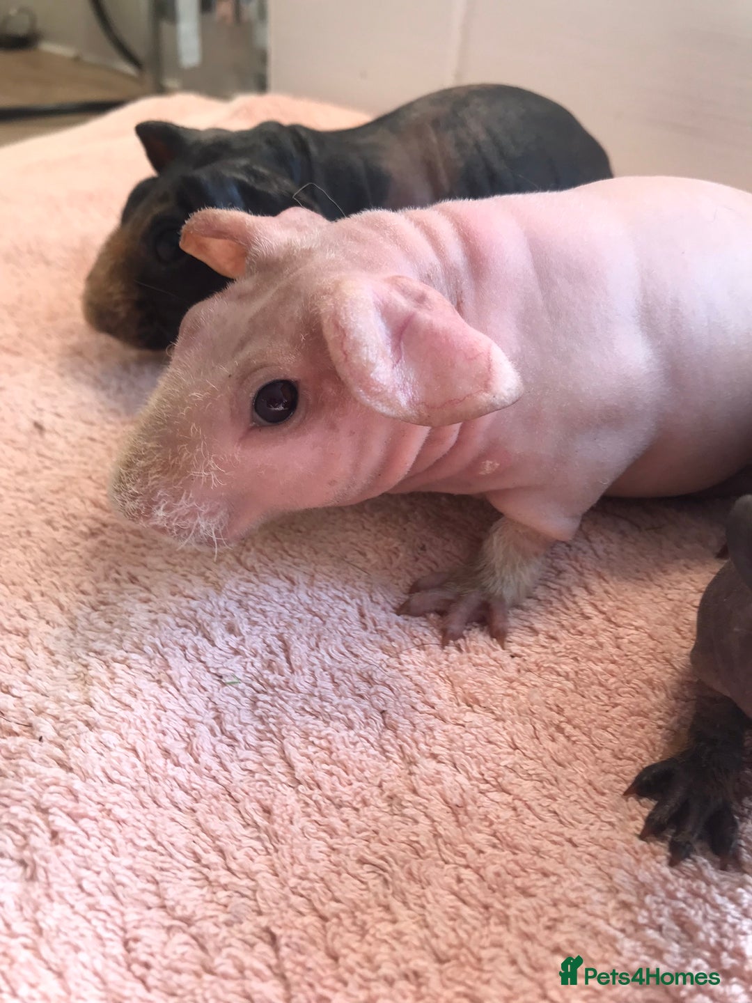 Guinea Pig rodents for sale: Super Skinny Pig Boars - Image 1