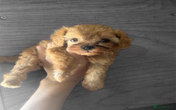 Cavapoo dogs for sale: Tiny Cavapoo puppies - Image 3