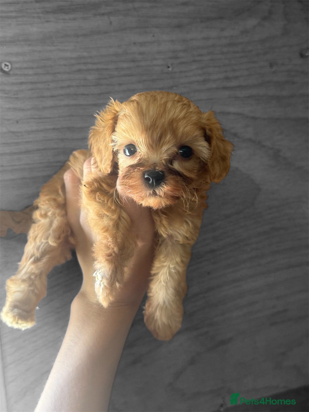Cavapoo dogs for sale: Tiny Cavapoo puppies - Image 3