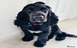 Cocker Spaniel dogs for sale: Cocker Spaniel (One year old) - Image 1