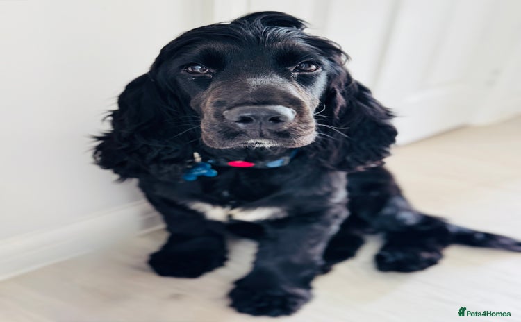Cocker Spaniel dogs - Advert 2