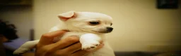 Chihuahua dogs for sale: Cute apple head chihuahua for sale  - Advert 11