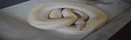 Python Snake reptiles for sale: Adult Female BEL Royal / Ball Python in Bristol - Advert 3