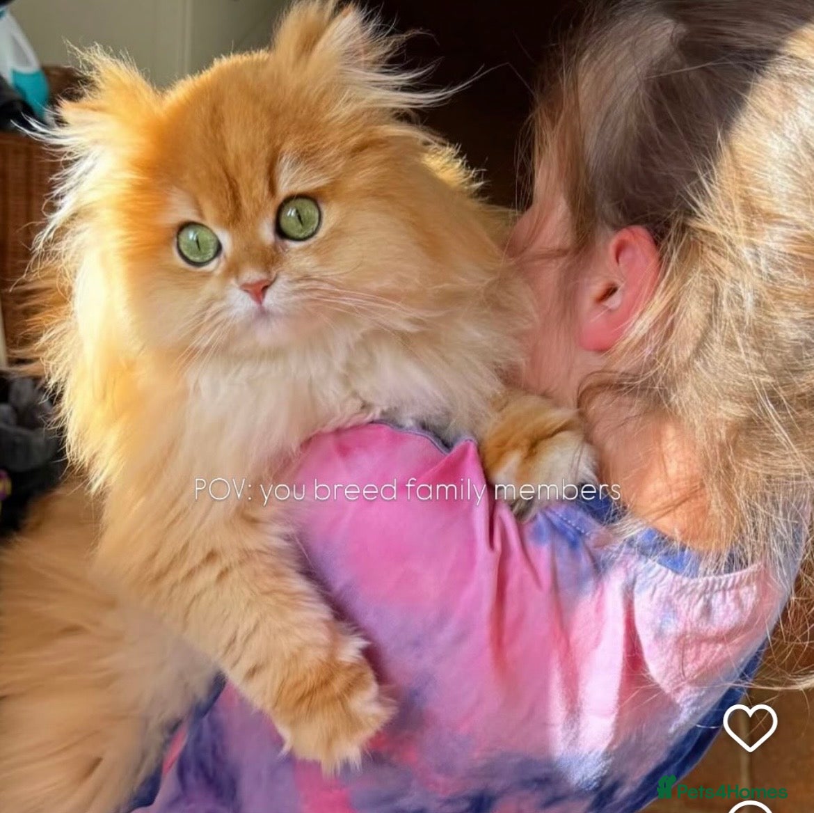 British Longhair cats VET BRED HEALTH TESTED GCCF KITTENS NOW + WAITLIST - Advert 5