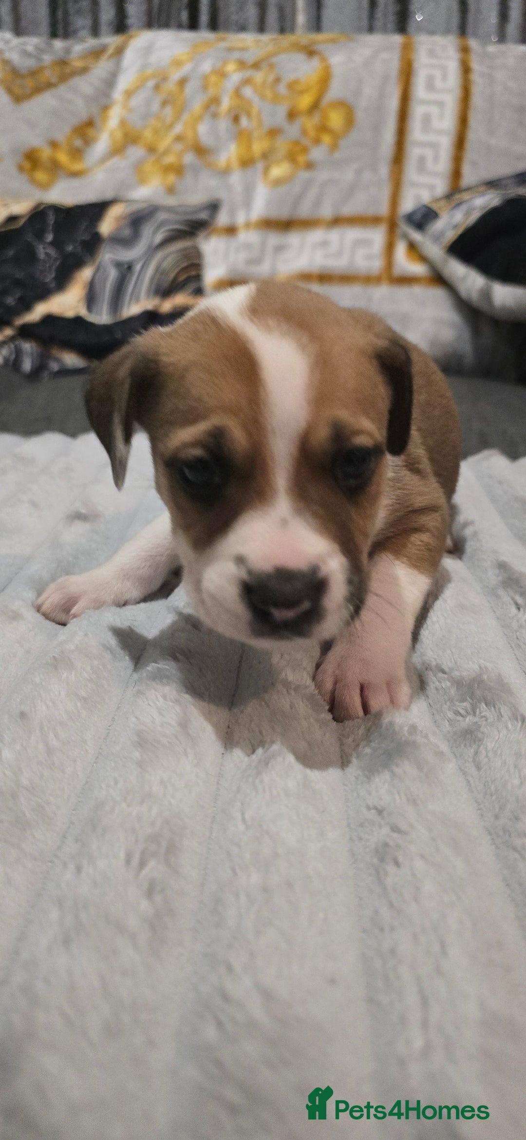 Mixed Breed dogs for sale: Staffy x Japanese akitas and cane corso pups - Advert 9