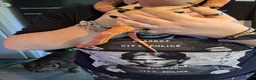 Corn Snake reptiles for sale: Corn snake  - Advert 3