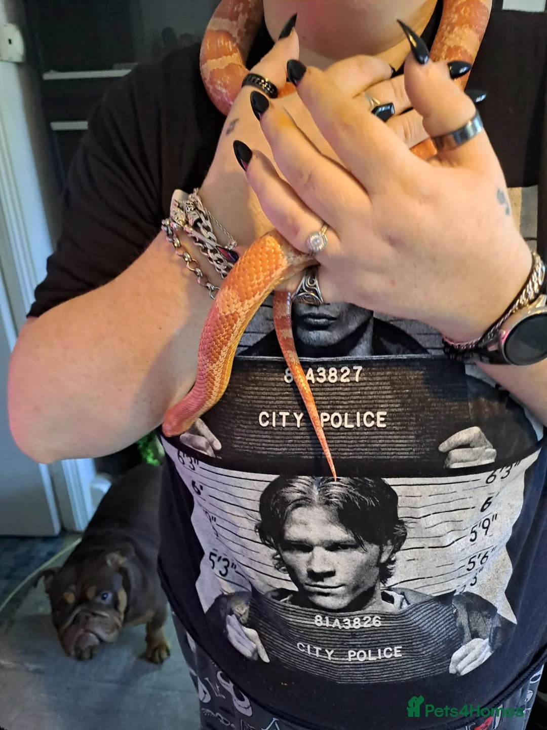 Corn Snake reptiles for sale: Corn snake  - Advert 3