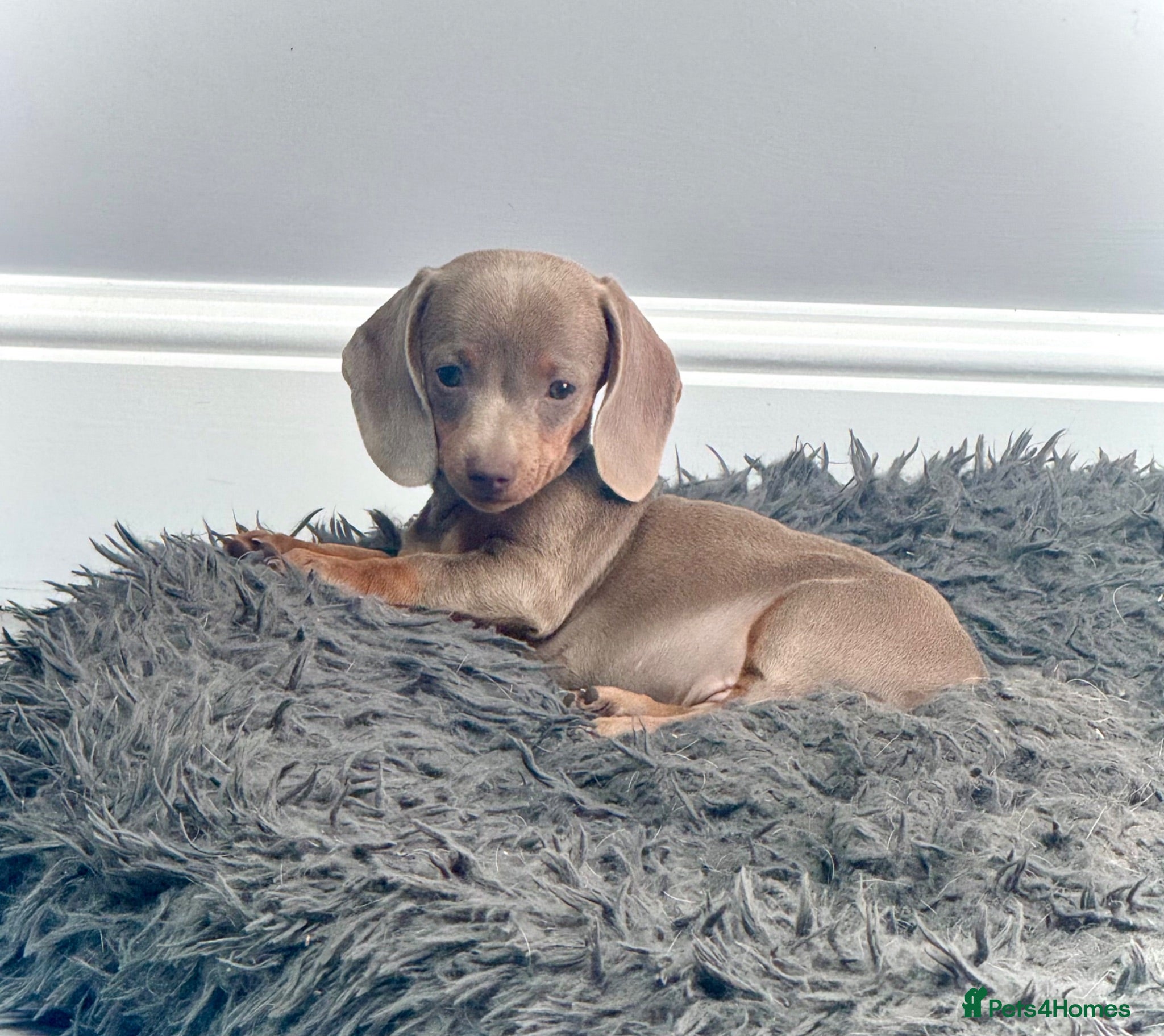 Miniature Dachshund dogs Outstanding Litter of Miniature dachshund puppies  - Advert 1