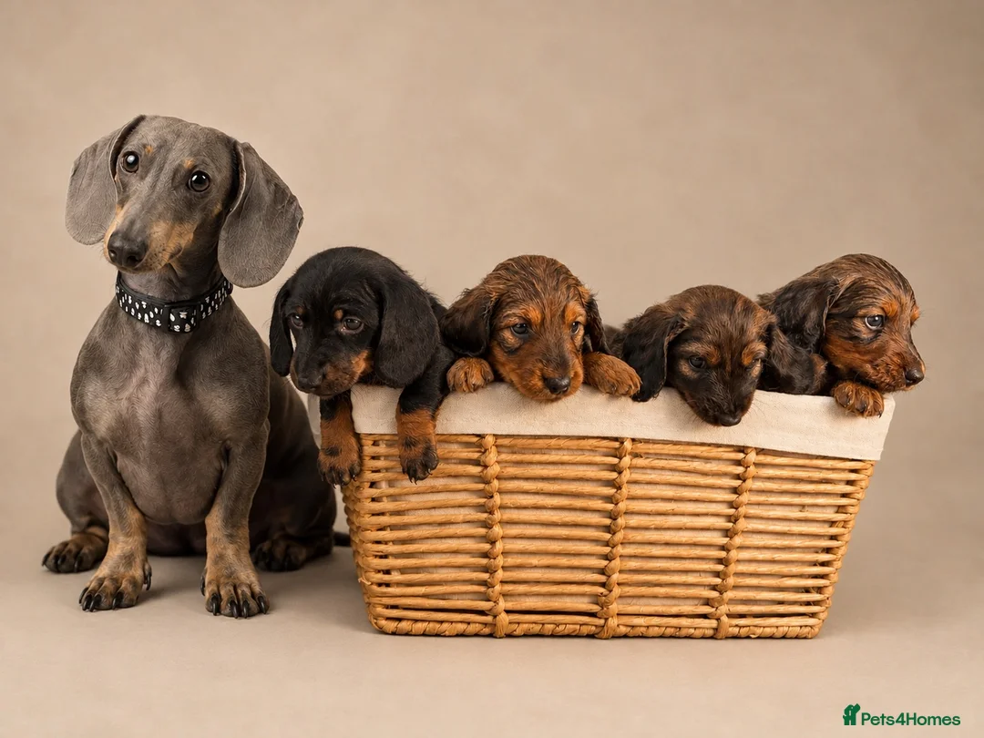 Miniature Dachshund dogs for sale: 🐾❤️ KC REGISTERED MINIATURE DACHSHUND PUPS ❤️🐾 - Advert 11
