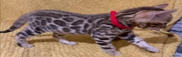 Bengal cats for sale: Stunning Bengal Kittens. TICA Registered. - Advert 6