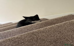 Mixed Breed cats for sale: 1 black female kitten for free - Image 2