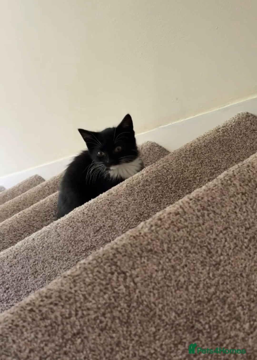 Mixed Breed cats for sale: 1 black female kitten for free - Image 2