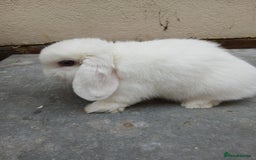 Mini Lop rabbits for sale: Mini lops from show lines - Image 3