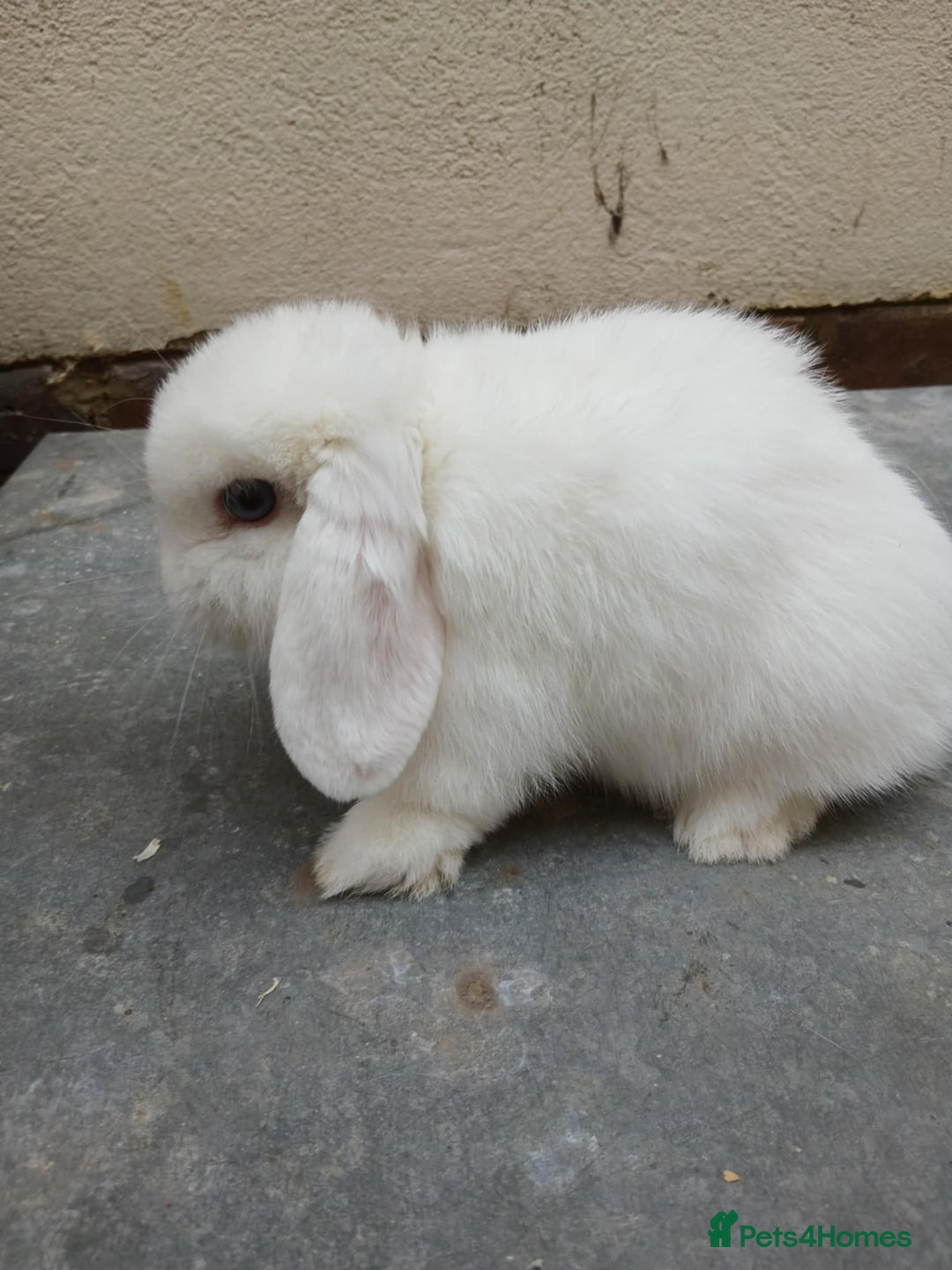 Mini Lop rabbits for sale: Mini lops from show lines - Image 3