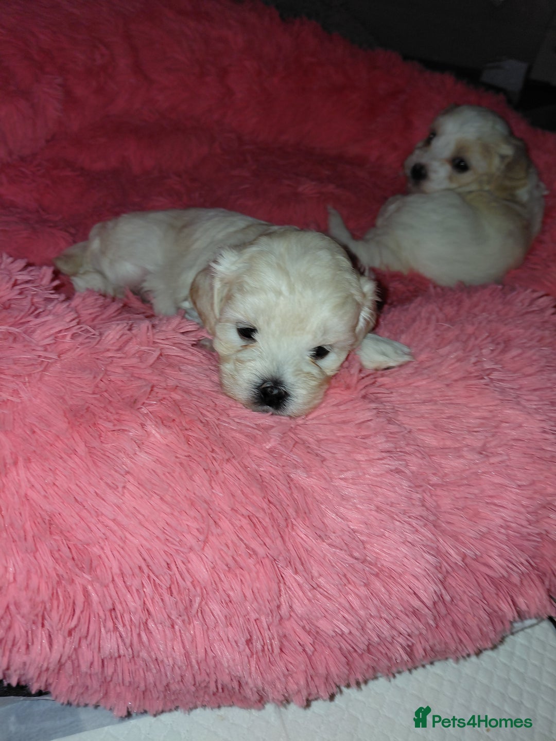 Maltipoo dogs for sale: F1 tiny adorable maltipoo  - Advert 18