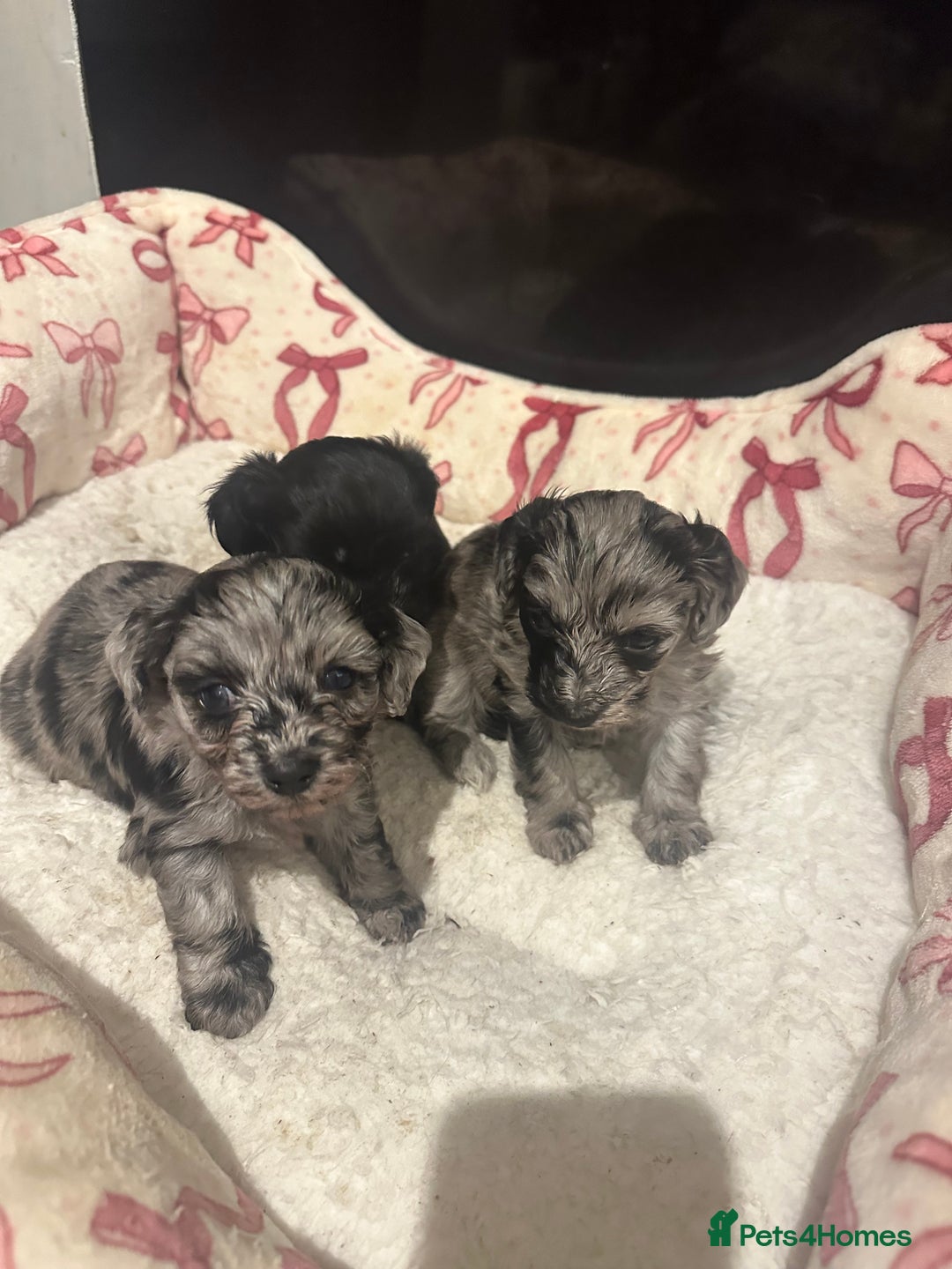 Maltipoo dogs for sale: Maltipoo rare merle colours  - Image 10