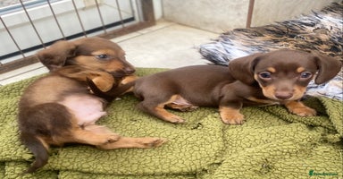 Dachshund dogs - Advert 7