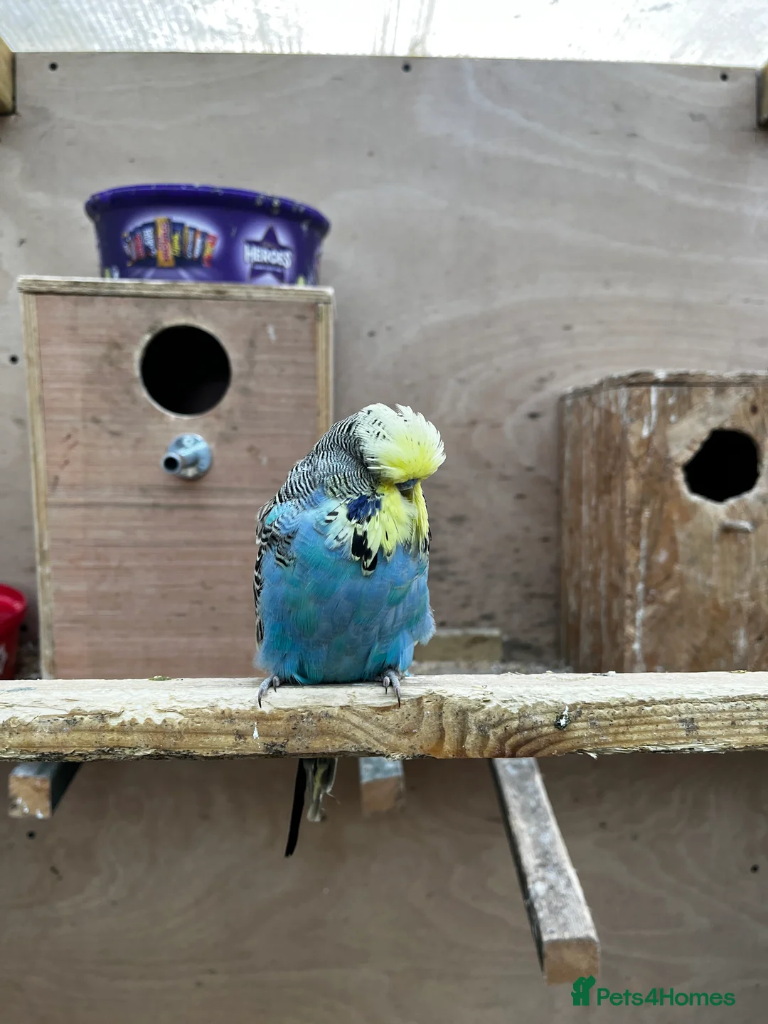 Mixed Breed birds for sale: Pair of Conures, Exhibit Budgie, Lutino Cockatiel - Advert 11