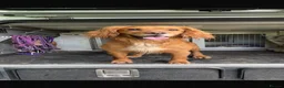 Field Spaniel dogs for sale: field spaniel  - Advert 5