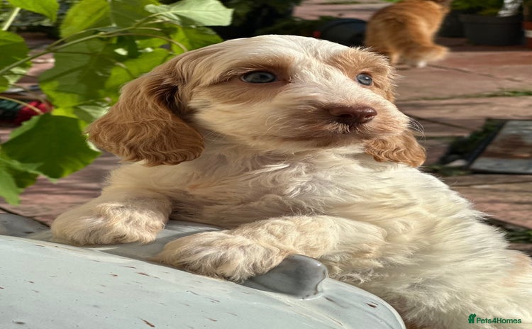 Cockapoo dogs - Advert 15