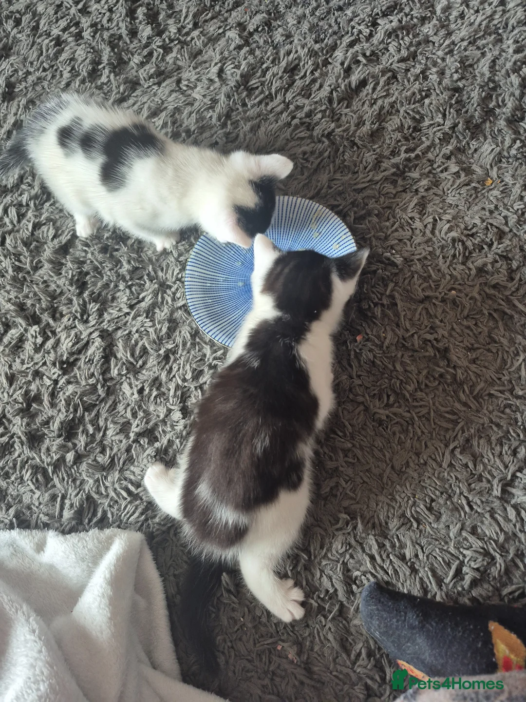 Domestic Shorthair cats for sale: Two kittens for sale - Advert 1