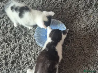 Domestic Shorthair cats Two kittens for sale - Advert 3