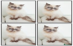 Persian cats for sale: Persian girl rehoming  - Image 2
